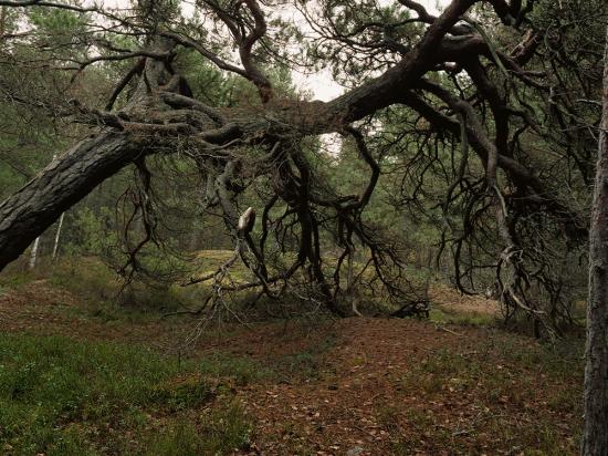© Ralf Hoedt, Forest 2007
